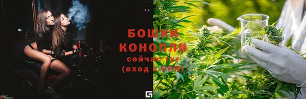сатива Беломорск
